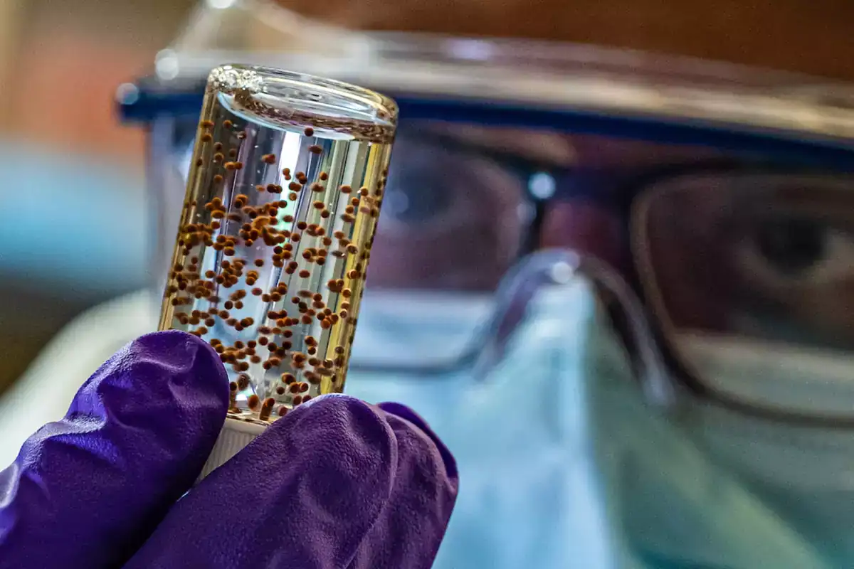 stem cells in capsules